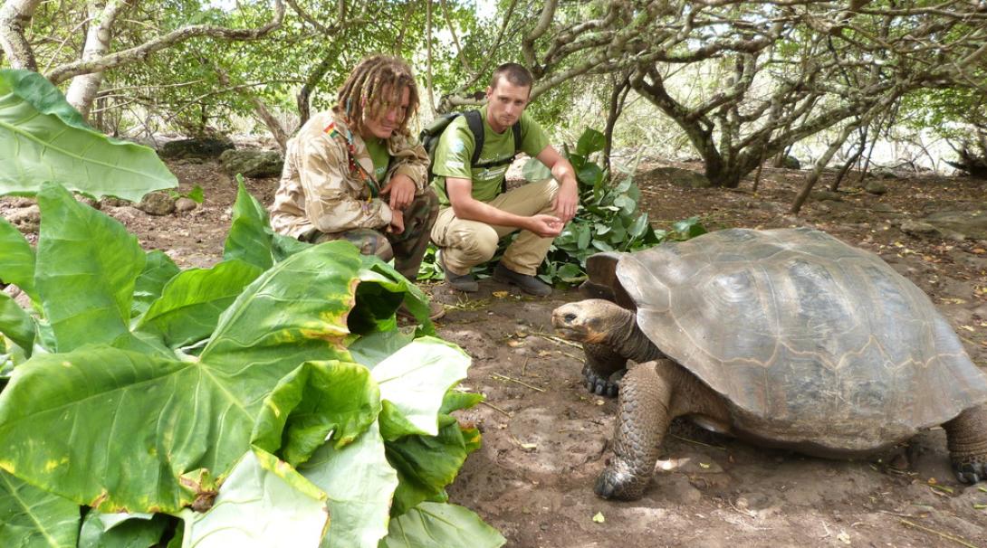 Two male conservation volunteers are crouched near a Galapagos tortoise after laying down leaves for it to eat. 