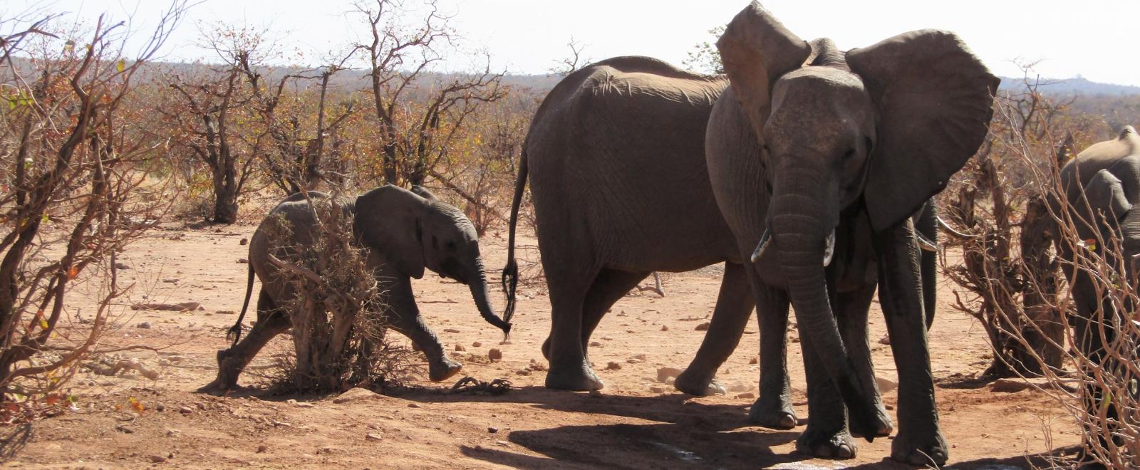 Participants on an animal volunteer program in Botswana capture a baby rhino on camera. 