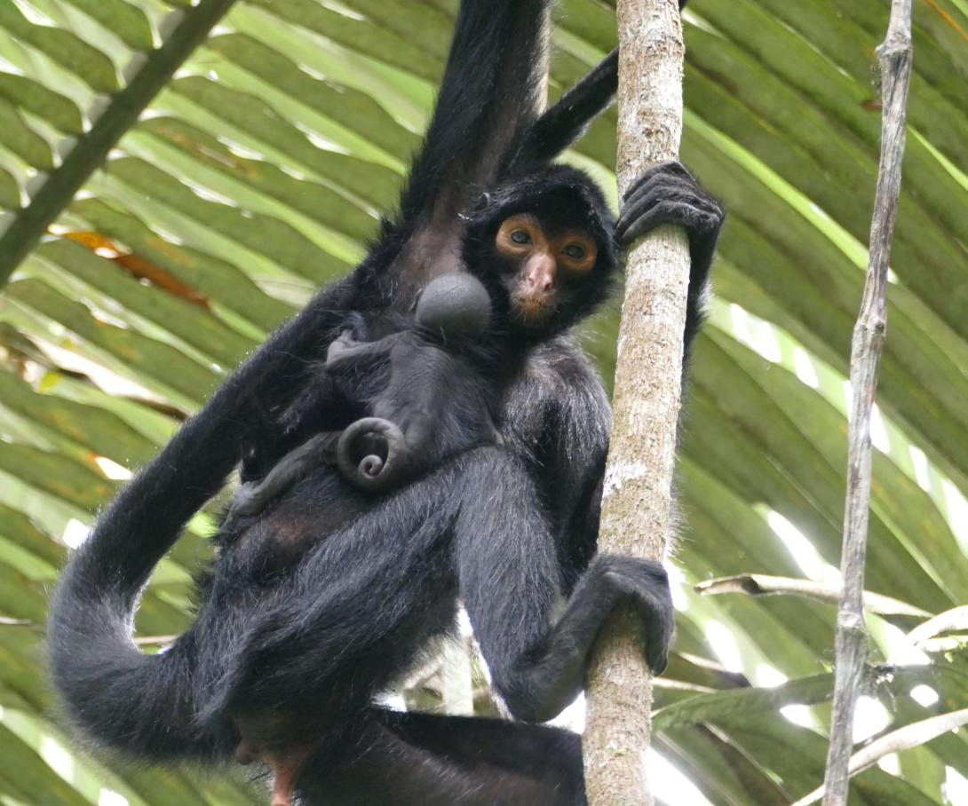A young spider monkey clings to his mother in the depths of the rainforest in Peru.
