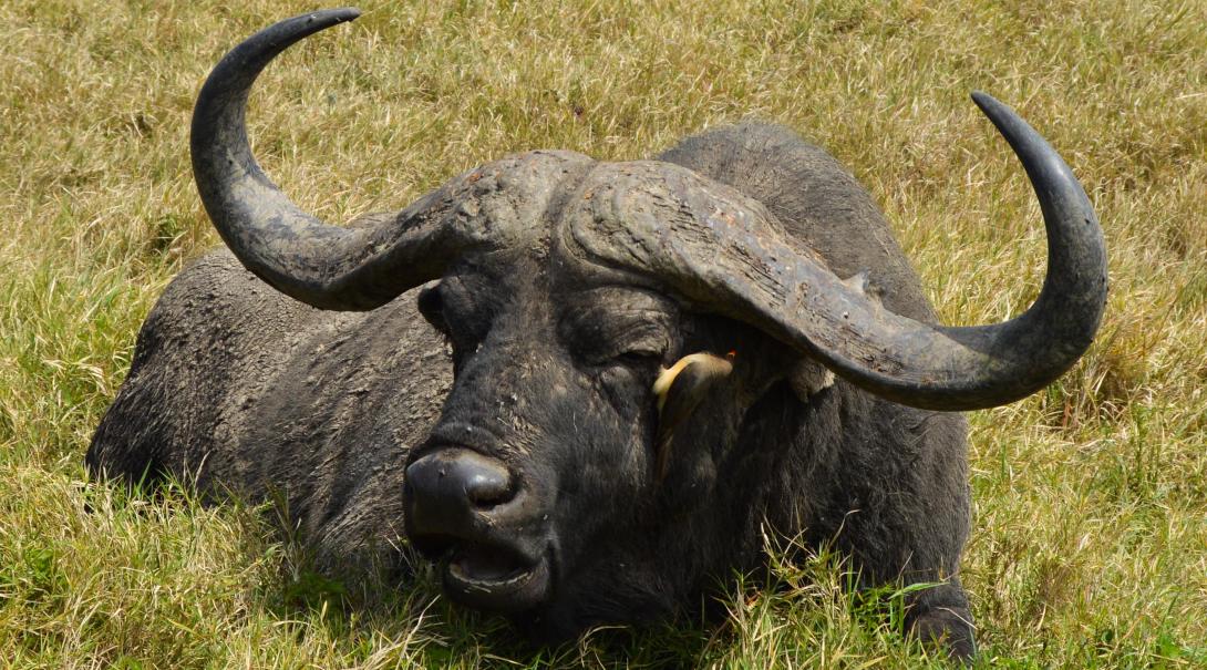 Buffalo on a Big 5 Conservation Project