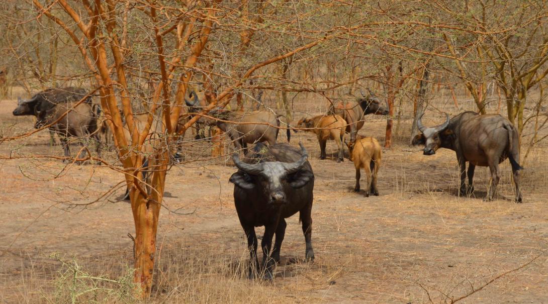 Vulnerable buffalo on Kenyan conservation