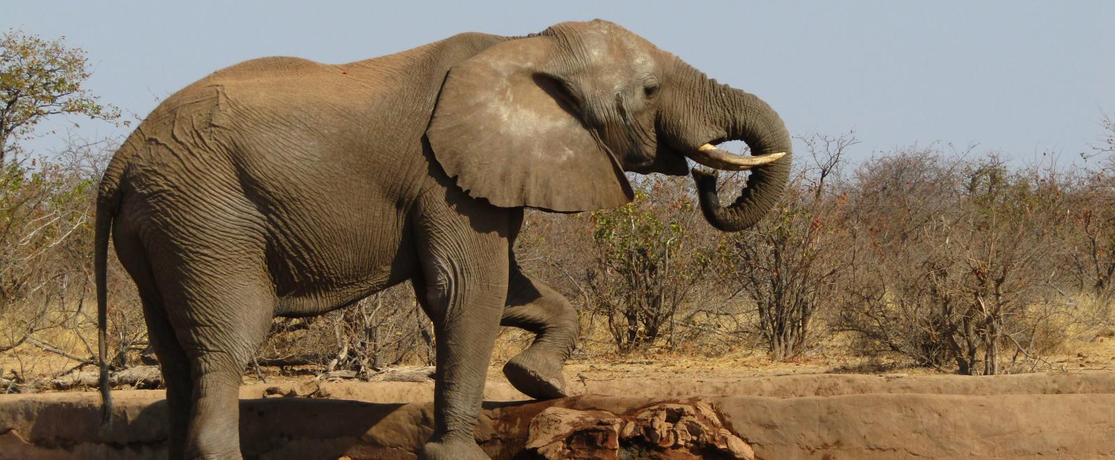 Volunteer with elephants in Botswana