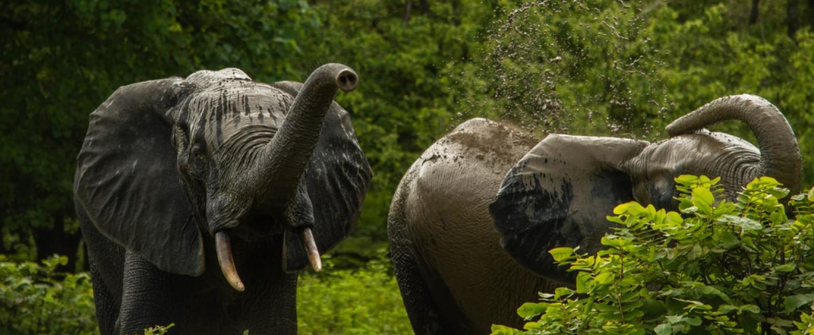 Elephants playing in a national park in Ghana