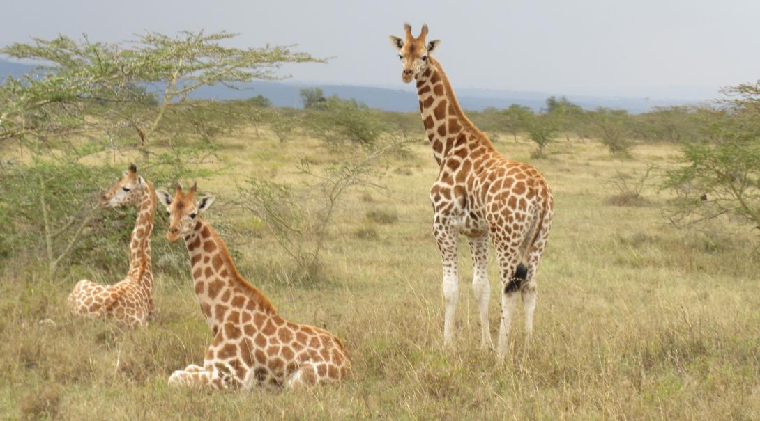 Volunteers spot a group of endangered Rothschild’s Giraffes at Soysambu in Kenya.