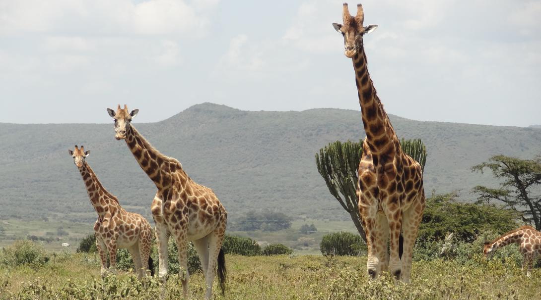 Gap Semester Conservation in Kenya