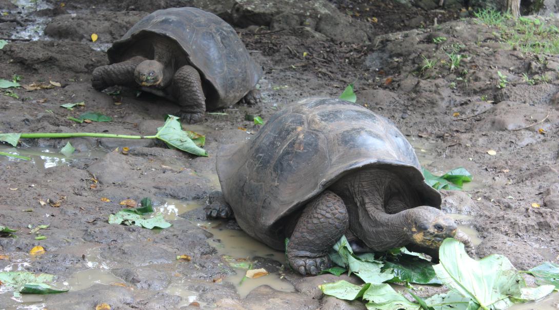Giant Tortoise Conservation in the Galapagos