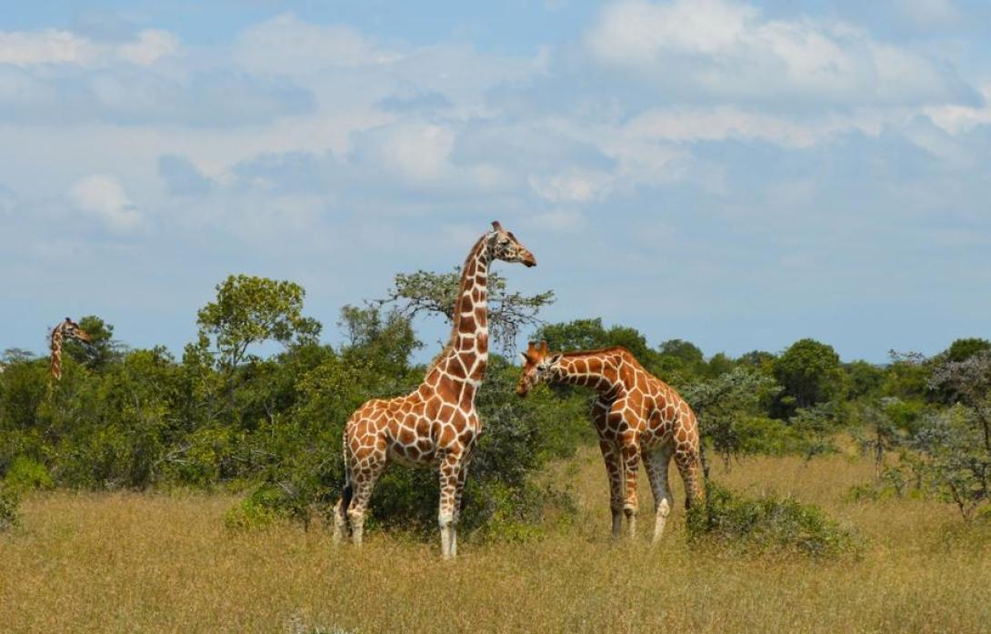 Giraffe Conservation Project in Kenya