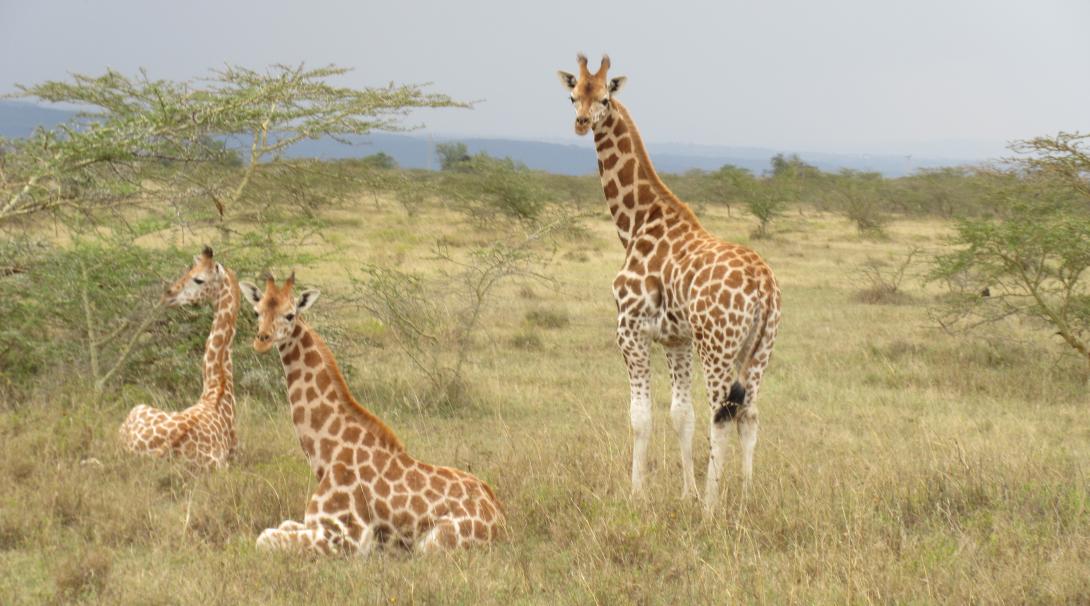 Giraffes on a wildlife conservation programme