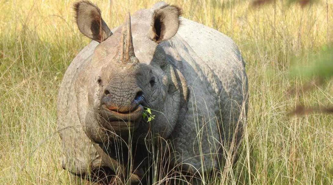 A greater one-horned rhino in Nepal