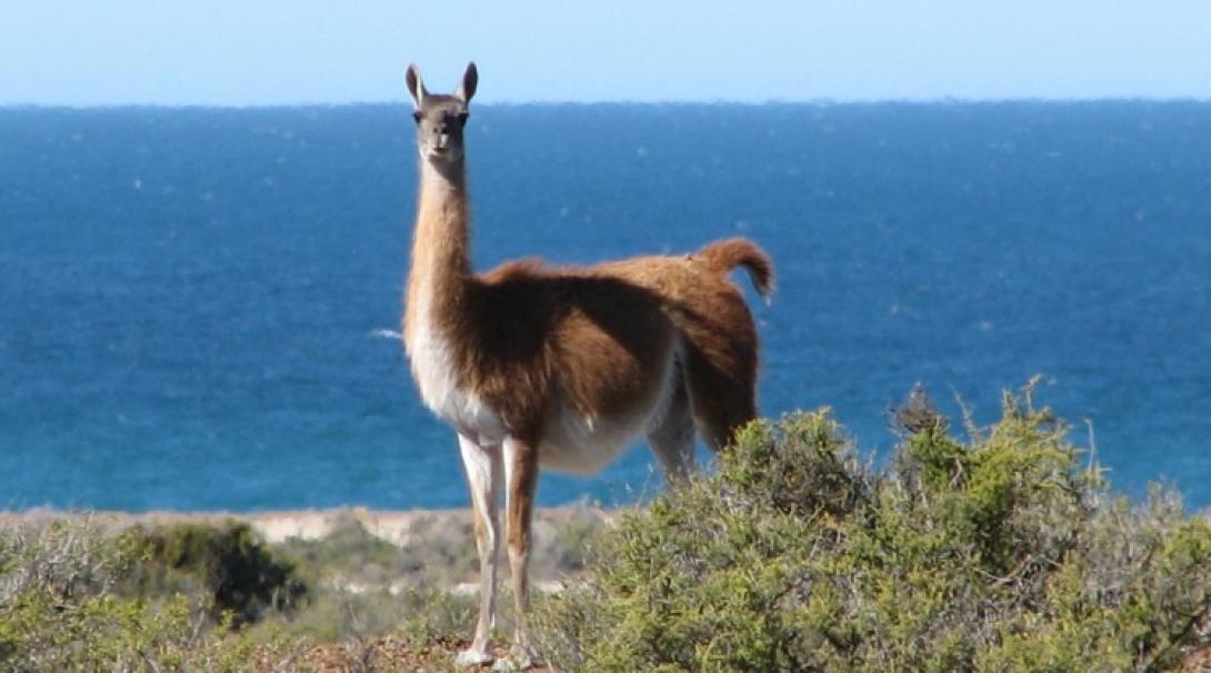 A wild guanaco in Patagonia