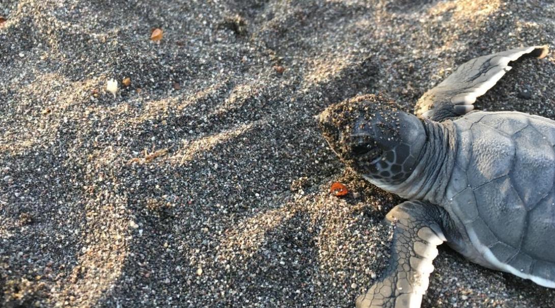 Conservation volunteer work in Mexico for teenagers involves lots of work with turtle hatchlings 