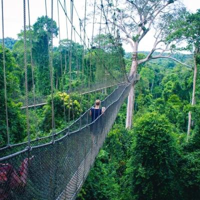 Visitors walk along the canopy bridge in Ghana's rainforest