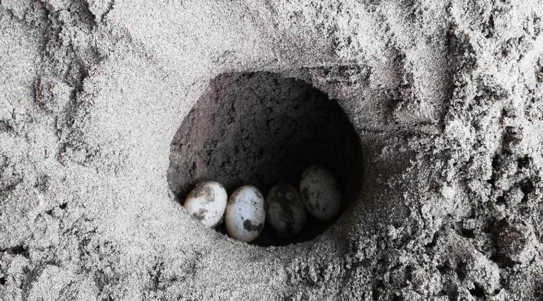 A nest of turtle eggs