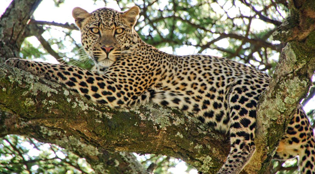 A leopard on a volunteer conservation programme