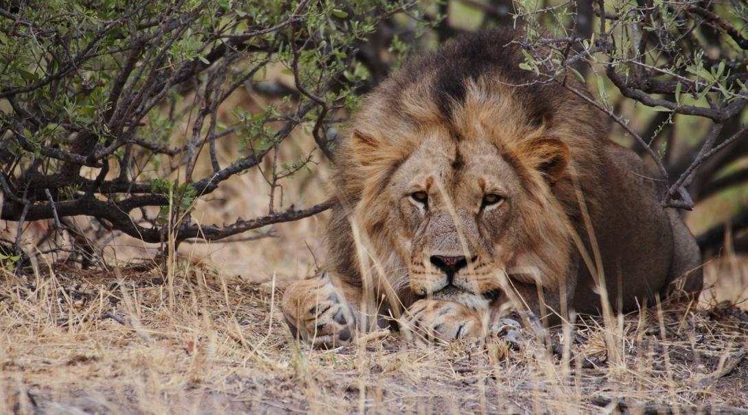 A lion resting in the shade at Wild at Tuli, the reserve in Botswana where Projects Abroad volunteers abroad work on wildlife conservation.