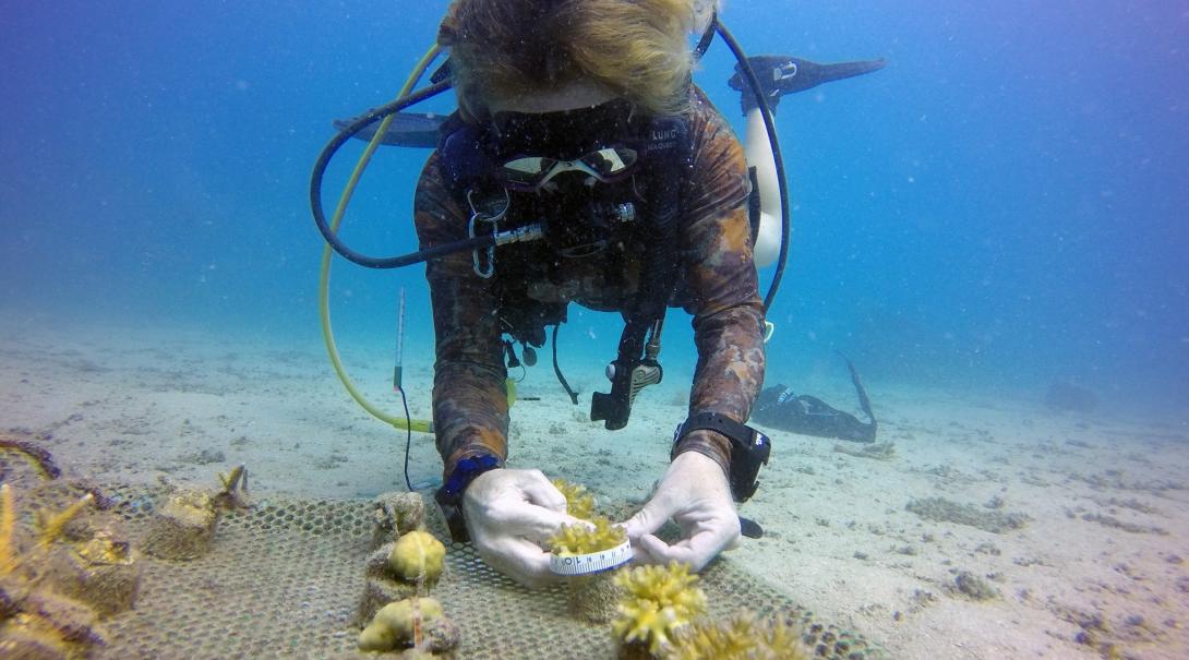 A Marine Conservation volunteer maintains the coral reef in Thailand