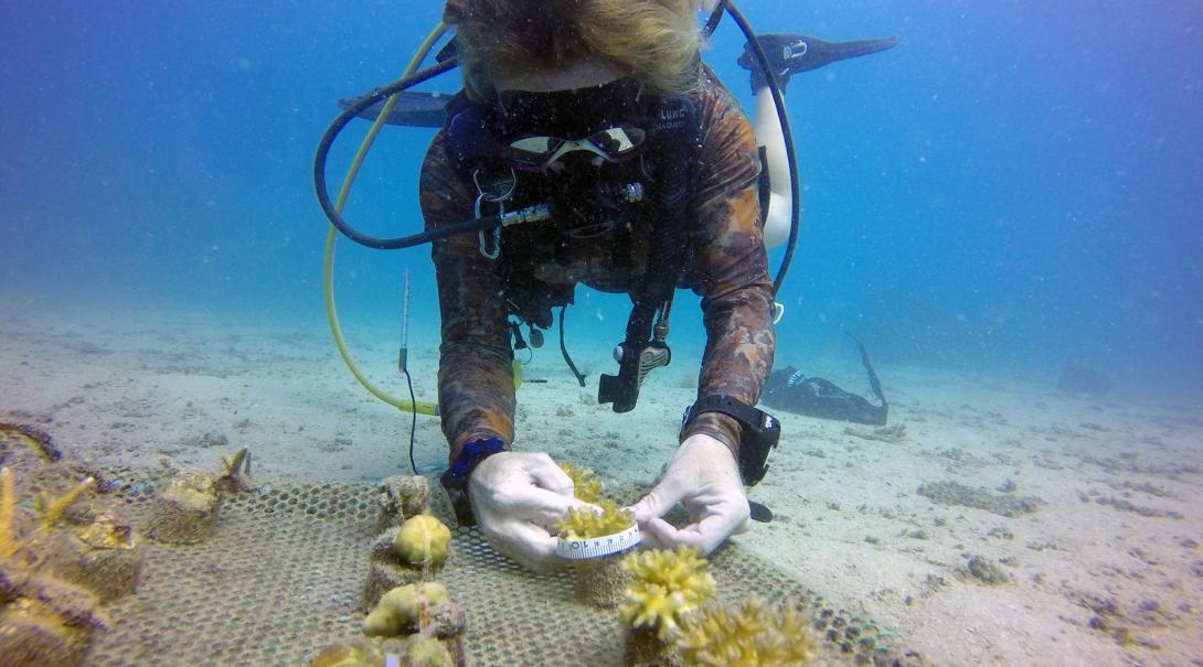 A Marine Conservation volunteer maintains the coral reef in Thailand