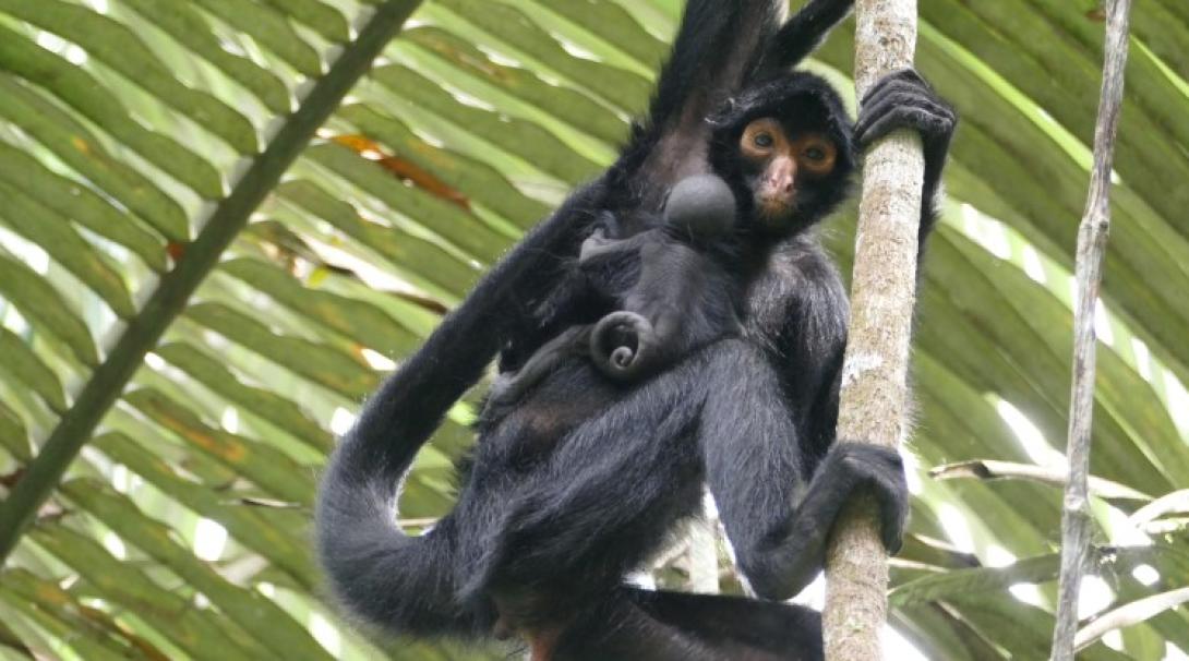 Spider Monkey in the Amazon Rainforest