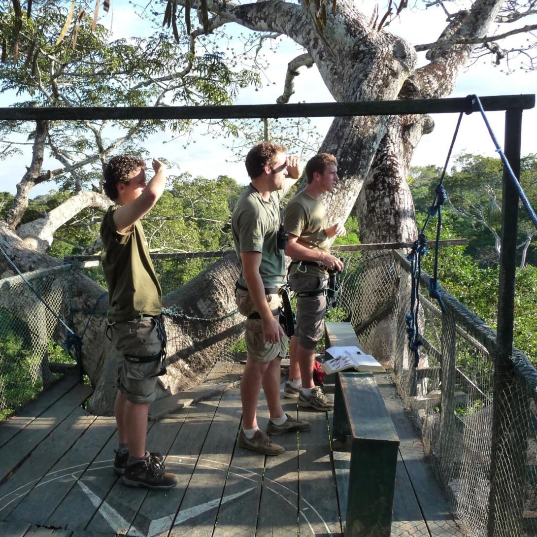 Volunteers survey the forest atop the canopy