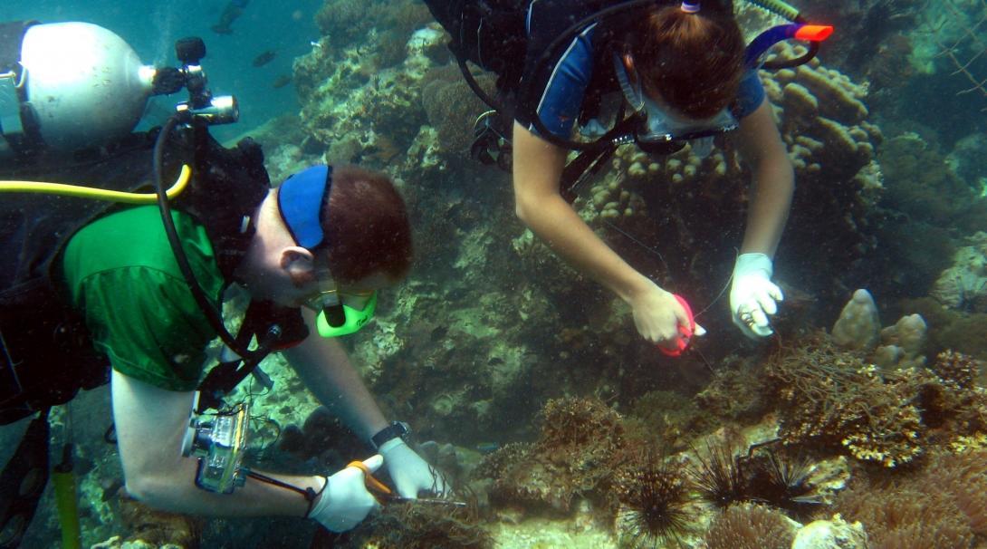 Two volunteers are seen diving and collecting samples whilst on their marine conservation work in Thailand with Projects Abroad.