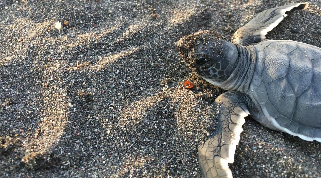 A sea turtle hatchling released during conservation volunteering in Mexico.
