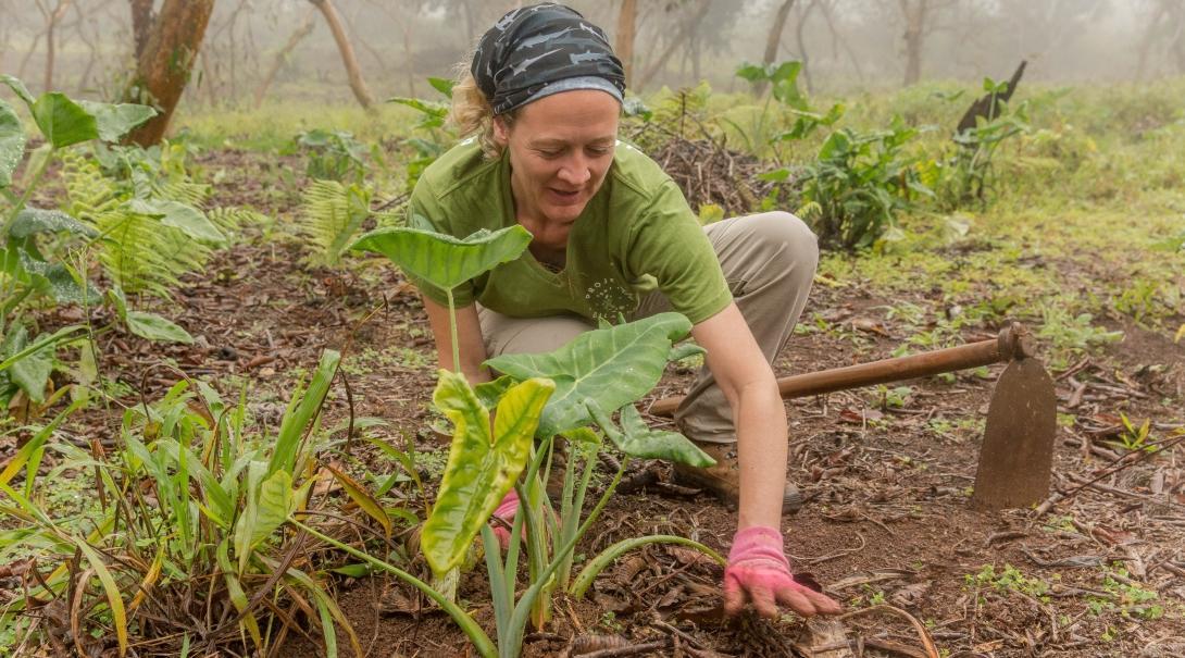 Pictured is a female volunteer from Projects Abroad tending to the plants in the highlands as part of her conservation volunteering in the Galapagos Islands.