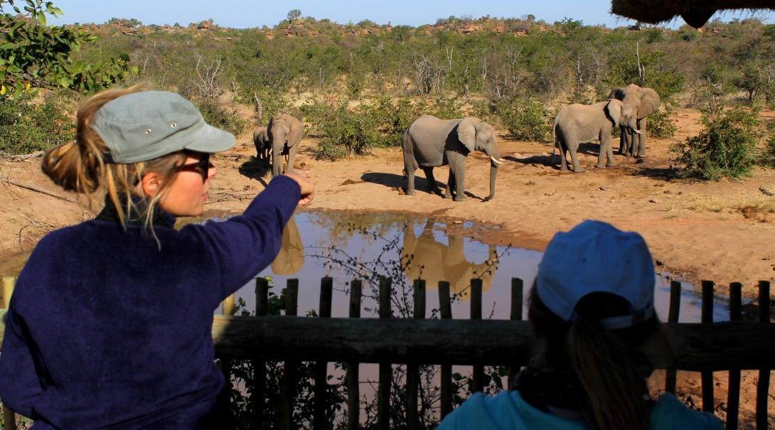 Projects Abroad volunteers help with vital elephant conservation work in Botswana on our placement for teenagers