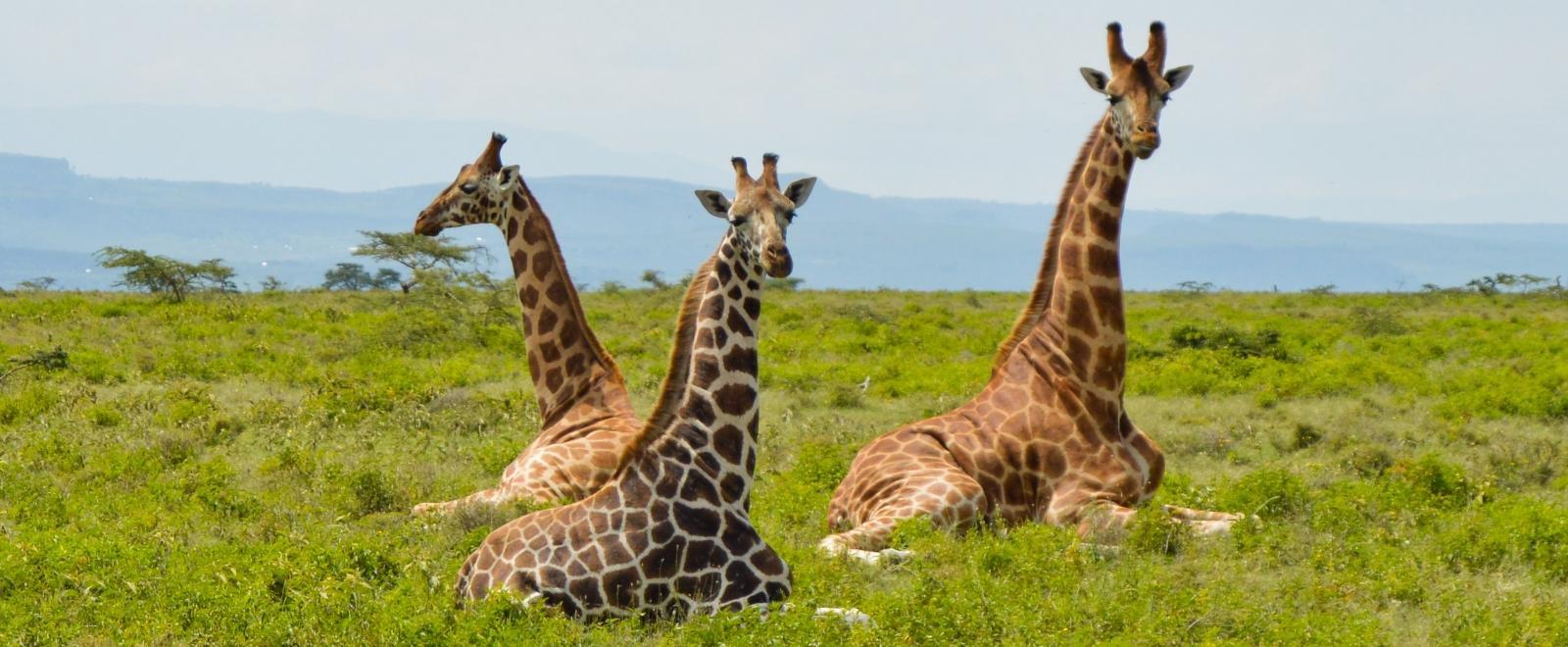 A group of giraffes seen sitting together near our Projects Abroad volunteer opportunities in Kenya.
