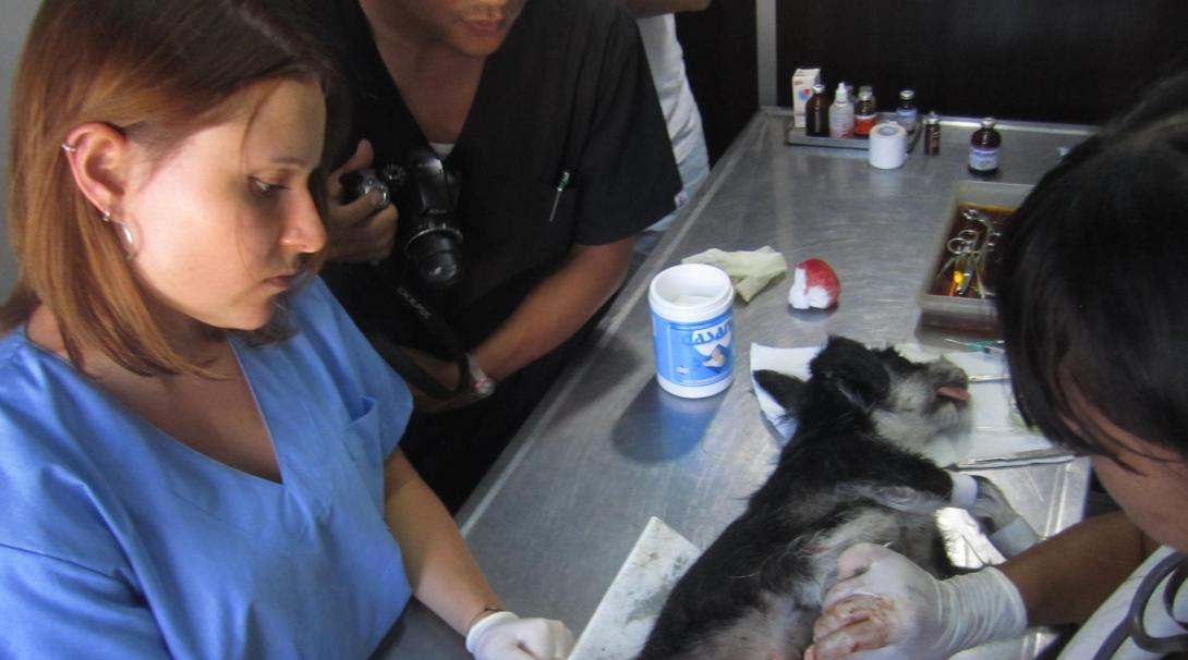 Projects Abroad volunteer assists with surgery during one of our Veterinary Medicine internships in Argentina.