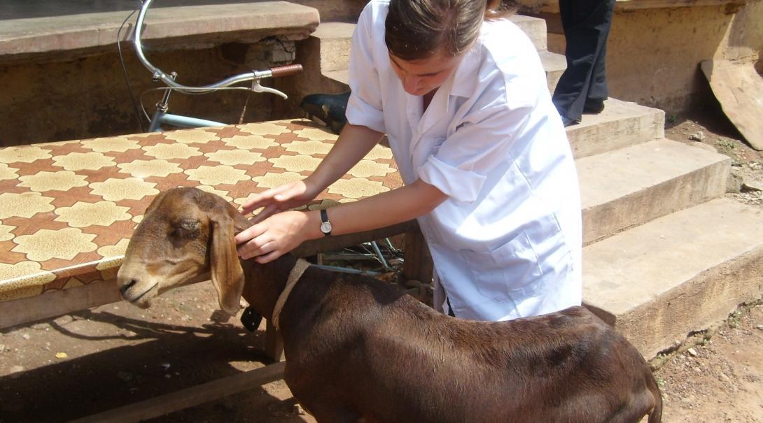 A student volunteering with animals in Argentina scrubs water bowls at a local animal shelter.