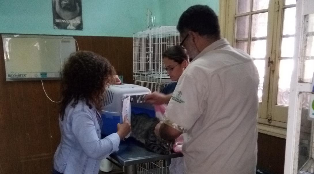 A local vet is assisted at a clinic by a Projects Abroad volunteer working with animals in Argentina.