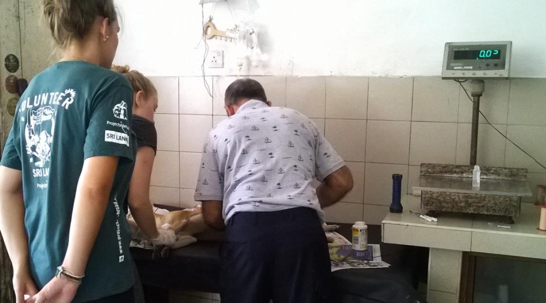 Projects Abroad volunteers observe the work of a qualified vet during their Veterinary Medicine work experience in Sri Lanka.