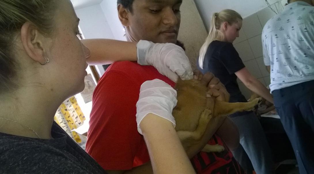 A pet owner observes as his dog is examined by a Veterinary Medicine intern in Sri Lanka.