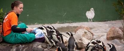 Projects Abroad volunteer helps care for the penguins while working with animals in South Africa