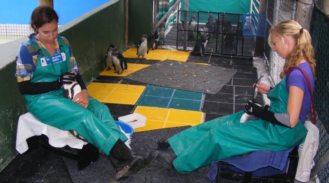 A volunteer working with animals in South Africa helps feed penguins at a rehabilitation centre in Cape Town.