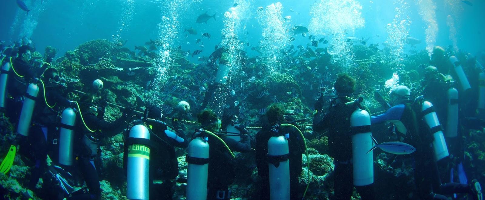Volunteers scuba dive during our Shark Conservation Project in Fiji for high school students