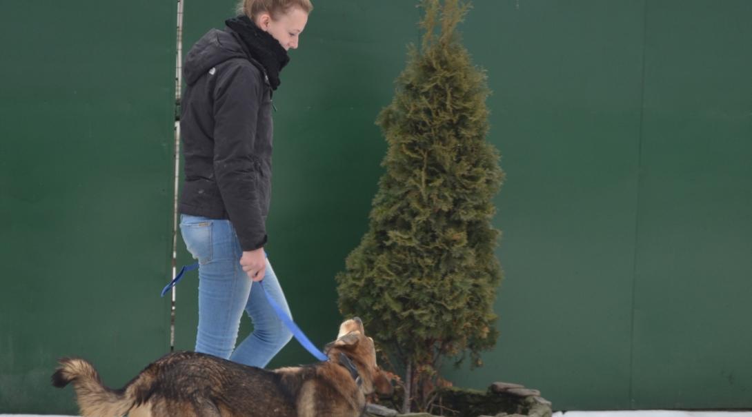 A volunteer working with animals in Romania, takes a dog out for daily exercise.