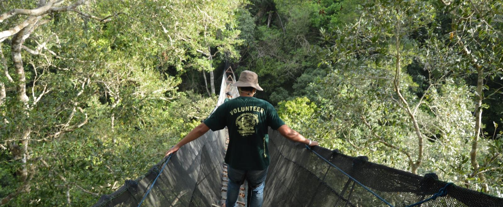 A Conservation volunteer crosses the tallest canopy walkway in South America on his volunteer holiday in Peru. 