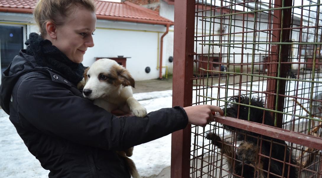A volunteer gives the dogs attention while she works with animals in Romania. 