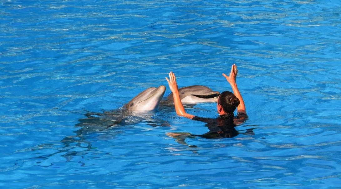 A dolphin trainer teaches dolphins tricks at an aquarium