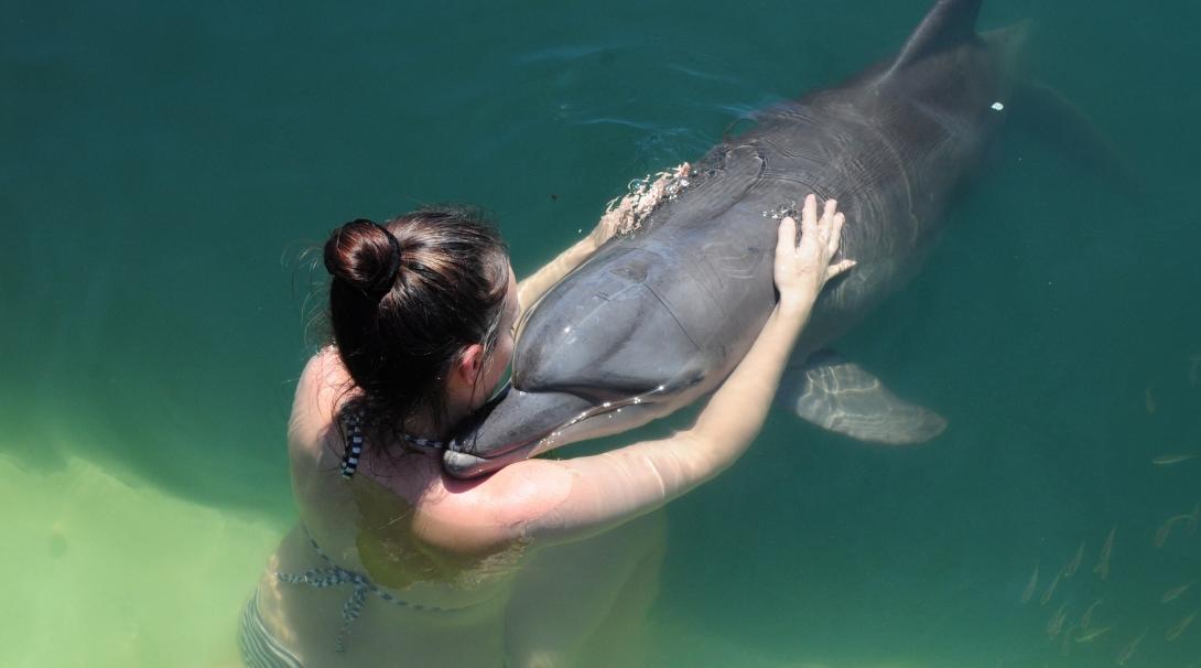 A tourist swims with a captive dolphin at an aquarium