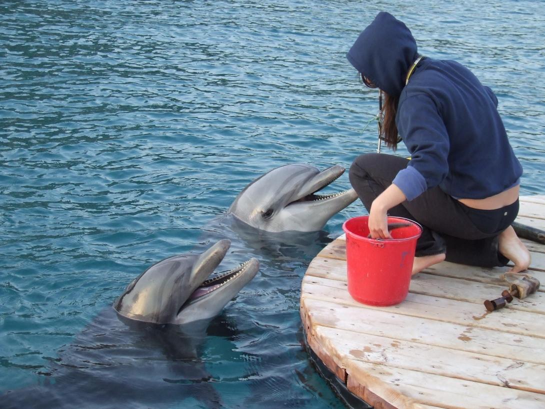 A dolphin trainer feeds dolphins after their tricks during a dolphin show