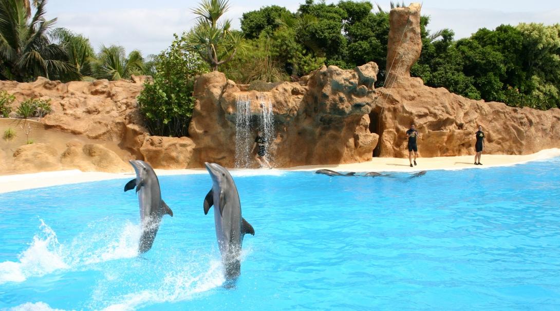 Dolphins doing tricks in their small aquarium enclosure