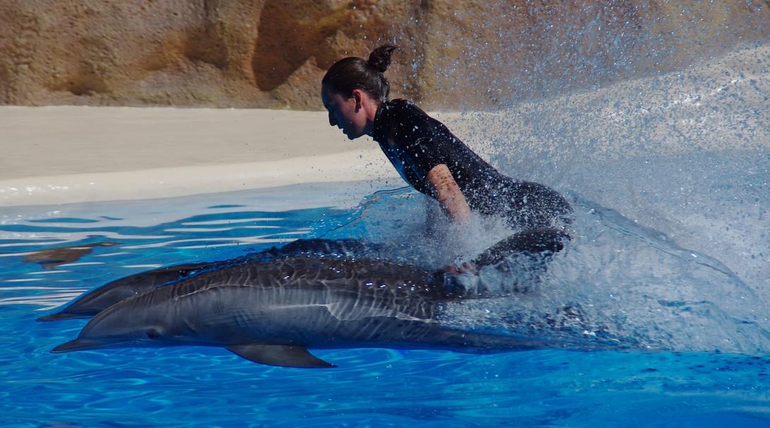 A dolphin trainer rides dolphins as a trick performed at an aquarium