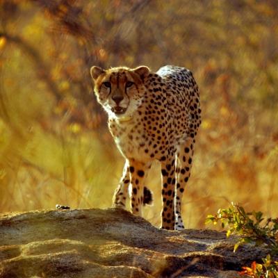 A cheetah in a wildlife reserve in Southern Africa