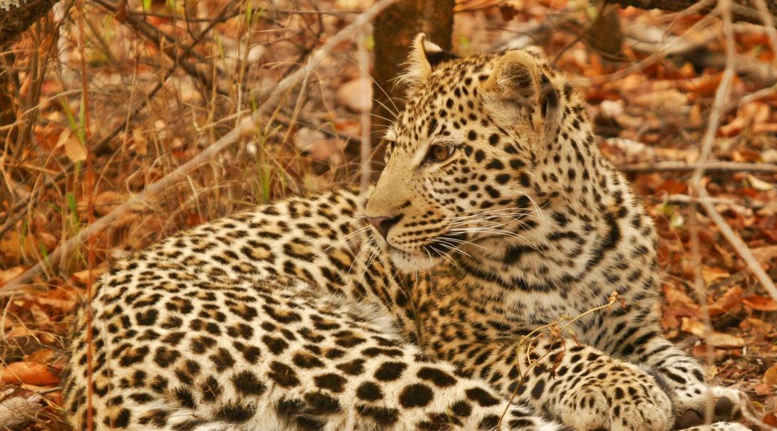 A leopard at a wildlife reserve in Botswana