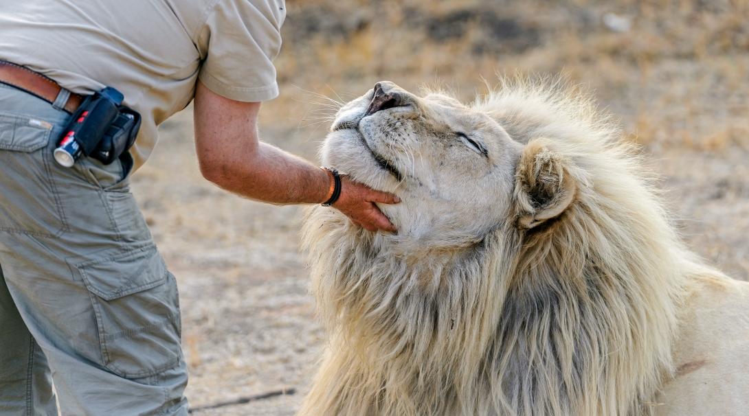 A game ranger pets a lion bred in captivity