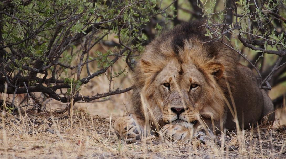 An adult male lion at Wild at Tuli wildlife reserve in Botswana