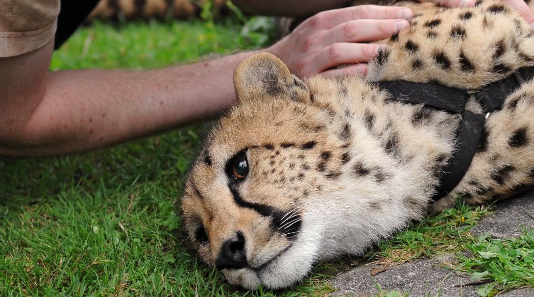 A tourist petting a cheetah bred in captivity