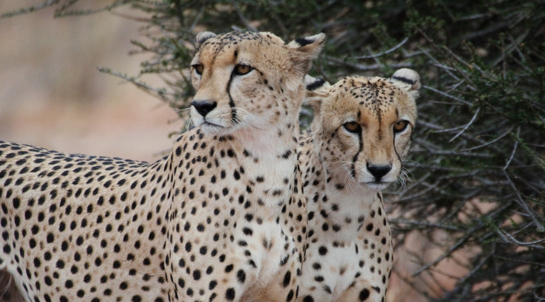 Two cheetahs spotted by volunteers during a game drive in Southern Africa